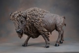 Very detailed resin, Buffalo that measures 24