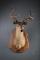 Wide horn White Tail Deer, chest mount, 10 points, nice tall rack, label 