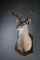 Full chest mount White Tail Deer, 10 point, dark horns, probably South Texas.