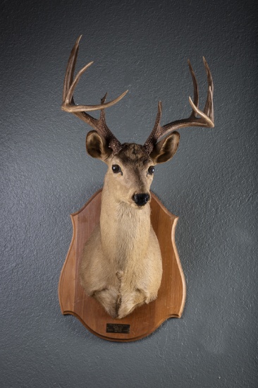 Wide horn White Tail Deer, chest mount, 10 points, nice tall rack, label "Taken by Dick Felphs, 1961