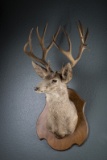 Massive Mule Deer, chest mount, 17 points, hung in Leo's shop for years.  LEO BRADSHAW COLLECTION.