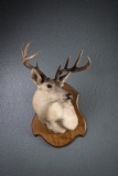 Texas Hill Country White Tail Deer, full chest mount, 8 points, hung in Leo's shop for many years.