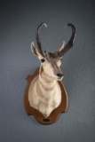 Trophy Antelope, full chest mount, horns have very desirable ivory color tips. Taxidermist, Kelton S