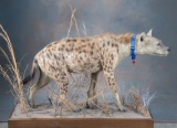 Full bodied African Hyena Mount, titled 