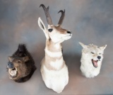 Collection of Wild Life Mounts to include:  Texas Antelope, Texas Coyote, South Texas Javelina.  Wil