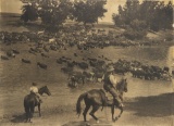 Very desirable, large early unframed Photograph of a large herd of cattle crossing the Bosque River.