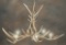 Beautiful Elk Horn Hanging Chandelier, 31