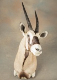 Full Chest Mounted African Gemsbok with 29