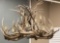 Magnificent Custom Horn Chandelier made by master Horn Designer the late Dave Karp, Fredericksburg,