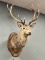 Full chest mount of a trophy Red Stag, totaling 15 points. This stag formerly hung in the entrance o