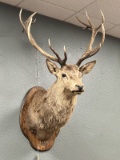 Full chest mount of a trophy Red Stag, totaling 15 points. This stag formerly hung in the entrance o
