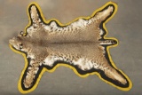 Large Texas Bob Cat Floor Rug showing fine taxidermy workmanship. From tip of nose to tip of tail th