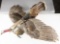 Full mounted Texas Rio Grande Turkey in half flight mounted on rustic log with 8
