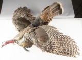 Full mounted Texas Rio Grande Turkey in half flight mounted on rustic log with 8