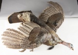 Full mounted Texas Rio Grande Turkey in half flight mounted on rustic log,with 8 1/2