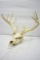 Vintage Whitetail Buck Skull