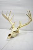 Vintage Whitetail Buck Skull
