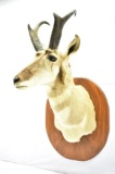 Antelope Pronghorn Shoulder Mount