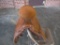English saddle with blanket, no stirrups