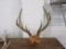 Elk Antlers