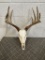Deer skull with antlers