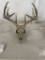 Deer skull with antlers