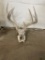 Deer skull with antlers
