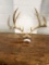 Deer antlers