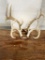 Deer antlers