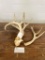 Assorted Antlers
