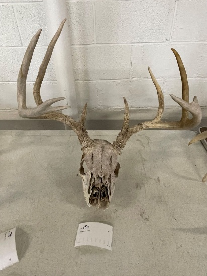 Deer skull with antlers