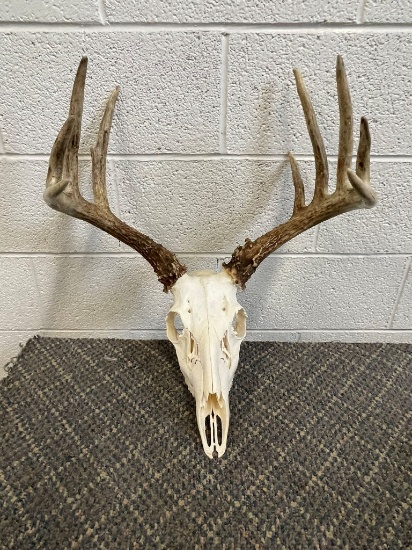 Deer skull with antlers