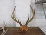 Elk Antlers