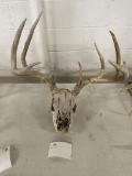Deer skull with antlers