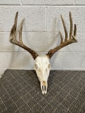 Deer skull with antlers