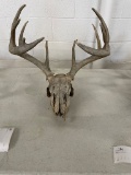 Deer skull with antlers