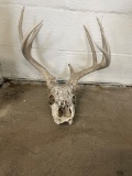Deer skull with antlers