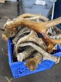 Assorted antlers