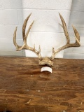 Deer antlers