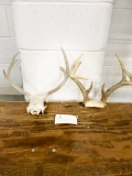 Deer Antlers