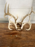 Deer antlers