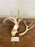 Assorted Antlers