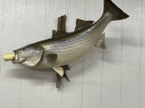 Striper fish mount - (43 lb)