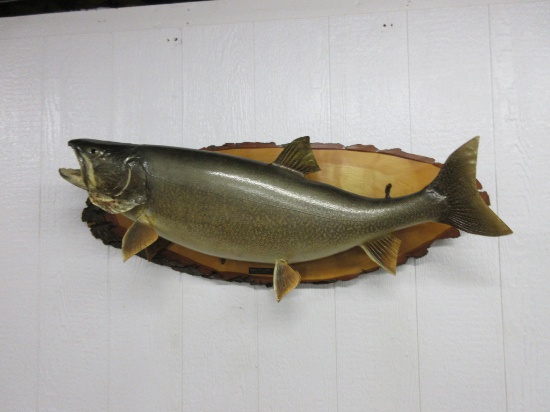 36" Lake Trout (?) mount