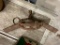 Bear Trap