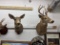 Buck & Doe mounts