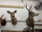 Buck & Doe mounts
