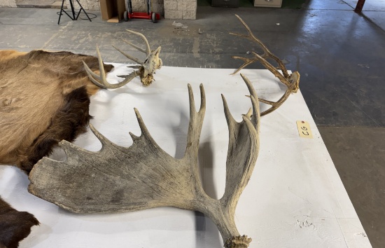 Moose antler, skull, antlers