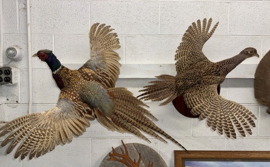 Pheasant & prairie chicken mounts