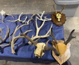 Table of antlers
